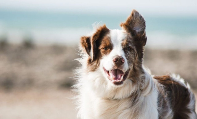 Καστοριά: Επικήρυξαν με 1.000 ευρώ άγνωστο που σκότωσε δυο σκυλιά