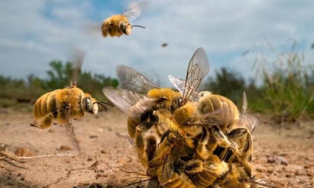 Οι νικητές του διαγωνισμού Wildlife Photographer 2022