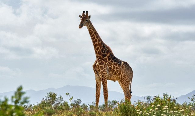Ν. Αφρική: Μωρό ποδοπατήθηκε από καμηλοπάρδαλη - Χαροπαλεύει η μητέρα