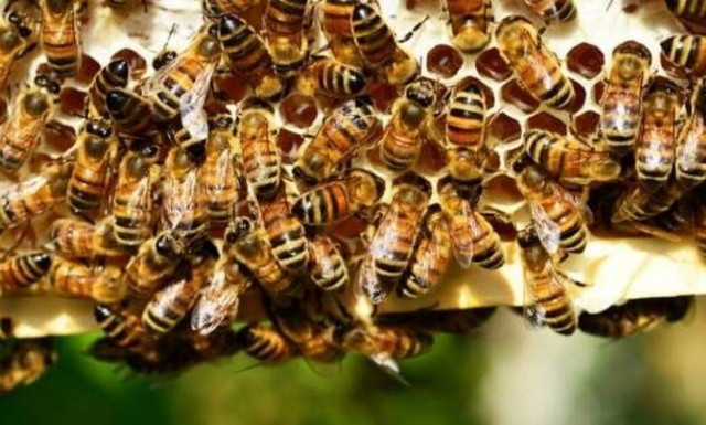 Γυναίκα στις ΗΠΑ επιτέθηκε σε αστυνομικούς με... μέλισσες