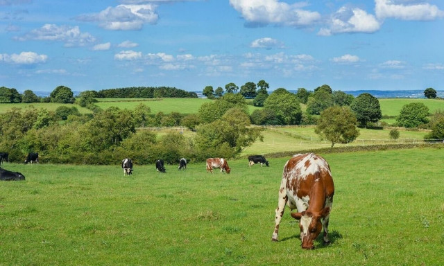 Ανατιμήσεις δίχως τέλος στα γαλακτομικά - Τι λένε φορείς του κλάδου