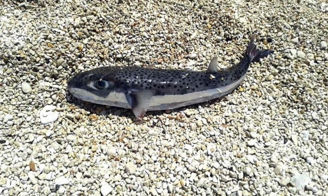 Δίνουν 3 ευρώ το κιλό σε όσους ψαρεύουν λαγοκέφαλους