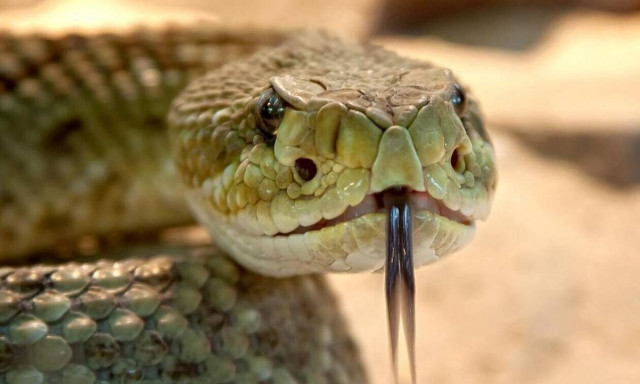 Λάρισα: Τρόμος για φοιτήτρια που βρήκε οχιά στο διαμέρισμά της