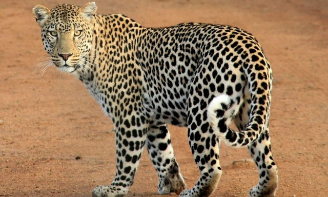 Τραγωδία στην Ινδία: Λεοπάρδαλη επιτέθηκε και σκότωσε μωράκι 16 μηνών