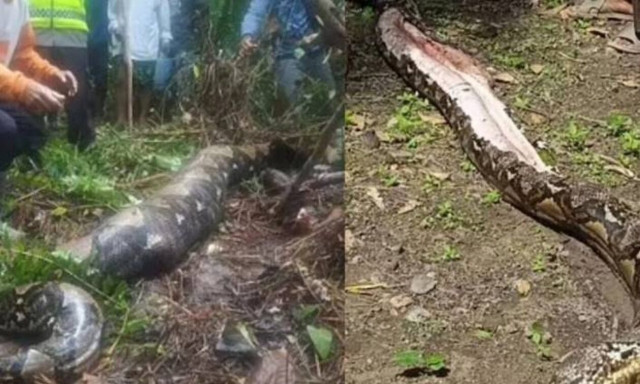 Πύθωνας κατάπιε 54χρονη - Τον άνοιξαν γείτονες και την βρήκαν μέσα