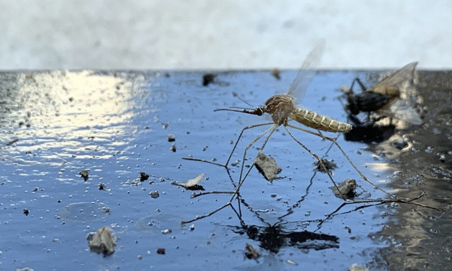 Ιός Δυτικού Νείλου: 30 θάνατοι στη χώρα μας