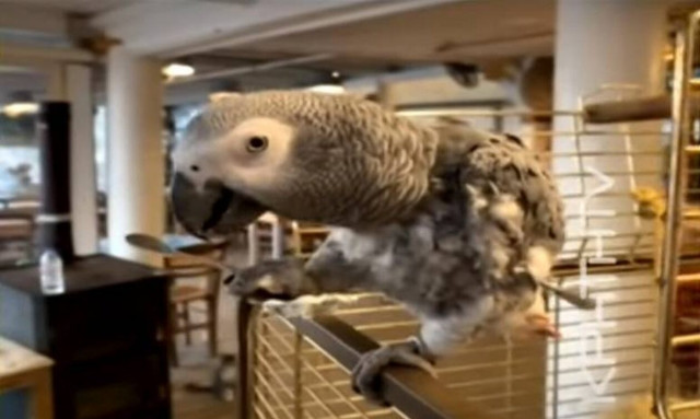 Παπαγάλος ετών... 80 τρώει τζατζίκι και κερνάει ρακί τους τουρίστες