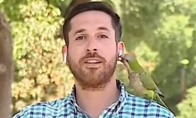 Χιλή: Παπαγάλος έκλεψε τα ακουστικά δημοσιογράφου στον αέρα (vid)