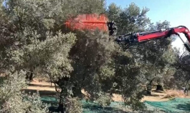 Τρομερή πατέντα στην Κρήτη - Μαζεύουν τις ελιές με... τηλεχειριστήριο