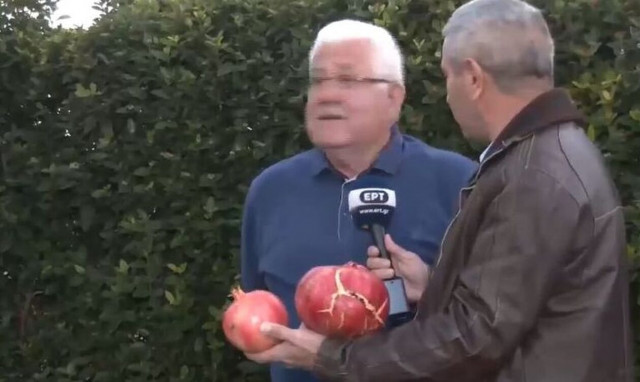 Λάρισα: Έκπληκτος ο ρεπόρτερ της ΕΡΤ με τα ρόδια γίγας σε αυλή σπιτιού