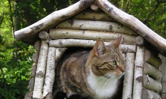 Πάτρα: Έκρυβε ναρκωτικά στο σπιτάκι της γάτας