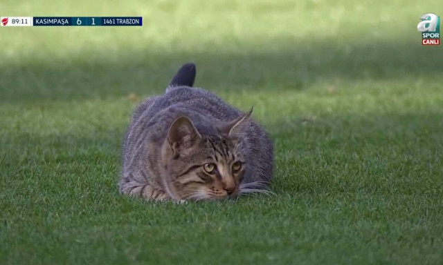 Τουρκία: Απίθανη γατούλα εισέβαλε στο γήπεδο