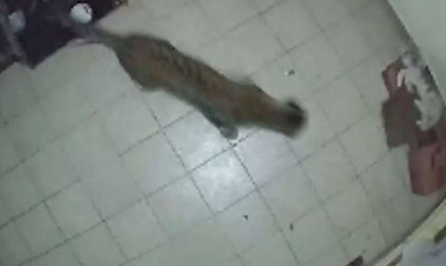 Ινδία: Λεοπάρδαλη εισέβαλε σε σπίτι και άρπαξε σκυλί (vid)