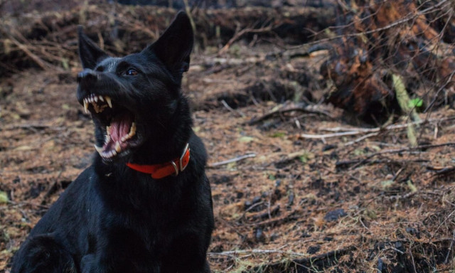 Αγρίνιο: Άγρια επίθεση σκύλου σε 9χρονη - Τραύματα σε όλο της το σώμα