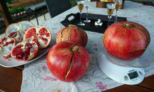 Νίκαια Λάρισας: Ρόδι 2,5 κιλά!