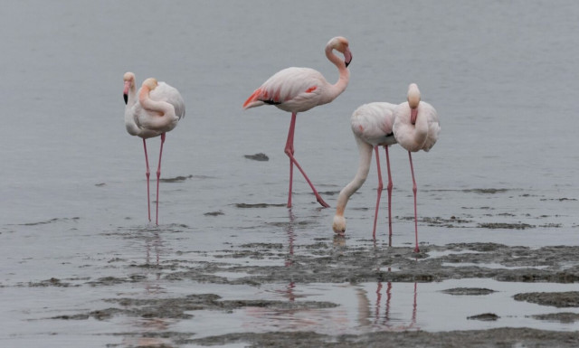 Ο παράδεισος με τα ροζ φλαμίνγκο στη Λαμία