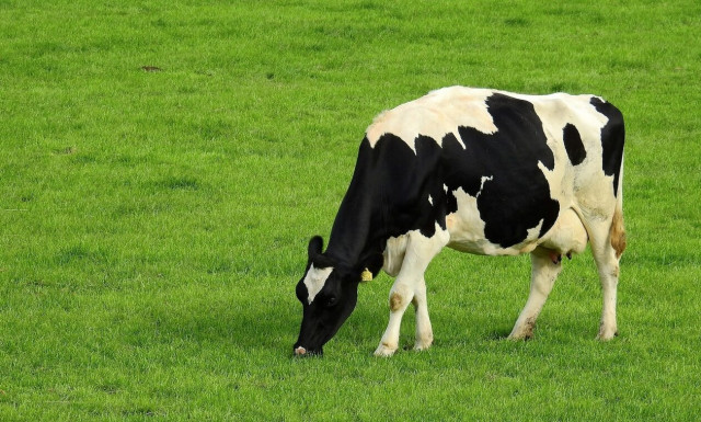 Απλησίαστη η τιμή του κρέατος - Τι λένε οι κτηνοτρόφοι