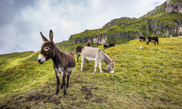 Δημιουργήθηκε το πρώτο έμβρυο γαϊδάρων με εξωσωματική γονιμοποίηση