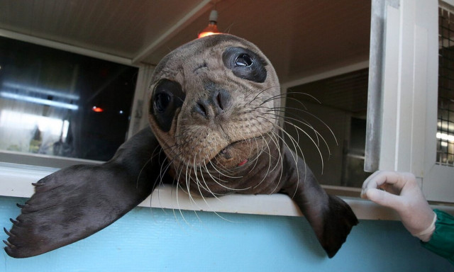 Μωρό φώκια 10 ημερών ταξίδεψε από την Κρήτη στην Αθήνα