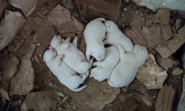 Θεσπρωτία: Πρόστιμο 360.000 σε αντιδήμαρχο για εγκατάλειψη κουταβιών