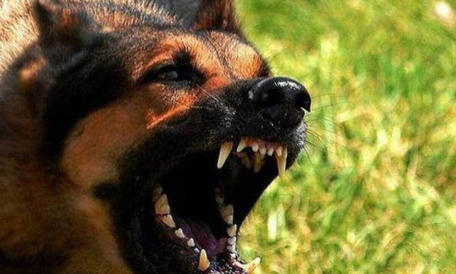 Δραπετσώνα: Λυκόσκυλο χωρίς λουρί κατασπάραξε μικρό κανίς