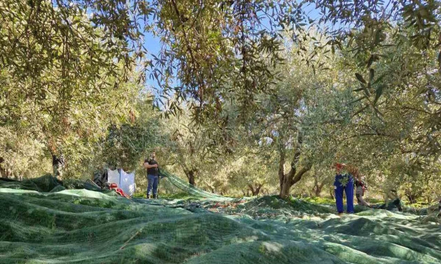 Από τη συγκομιδή των ελιών... στην παραγωγή λαδιού