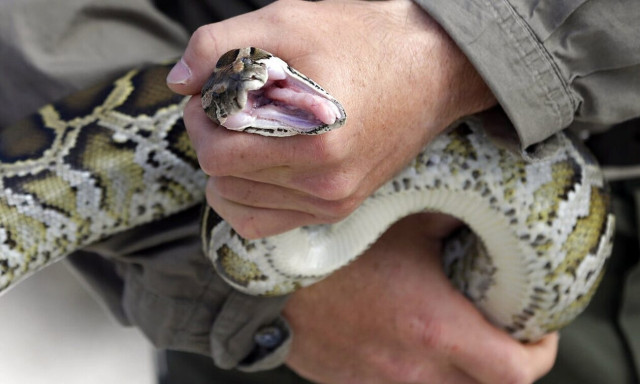 Αυστραλία: Πεντάχρονο αγοράκι δέχθηκε επίθεση απο πύθωνα και επέζησε