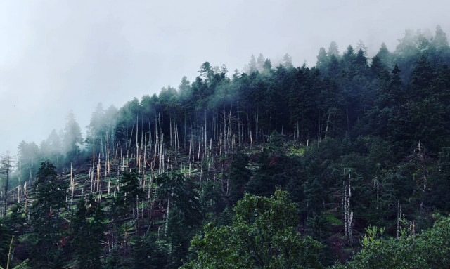 Κεφαλονιά: Εξήντα χρόνια Εθνικός Δρυμός Αίνου