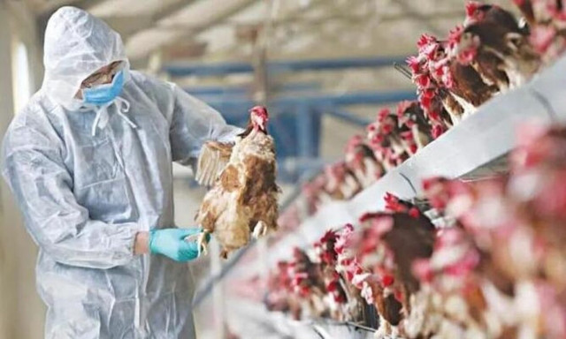 Kρούσματα της γρίπης των πτηνών στην Κύπρο