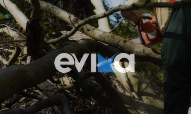 Συναγερμός στην Εύβοια: Δέντρο καταπλάκωσε δασεργάτη