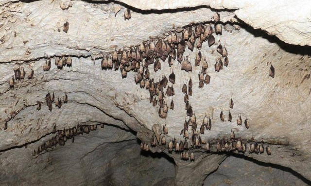 Η Μακεδονία είναι πλούσια σε... νυχτερίδες