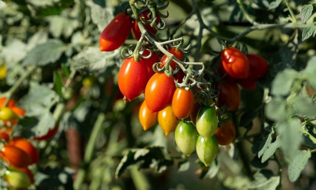 Άρπαξαν σχεδόν μισό τόνο ντοματίνια από θερμοκήπιο