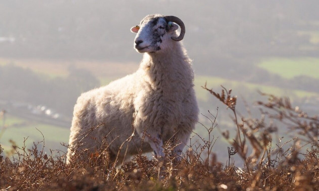 Κριάρι τραυμάτισε σοβαρά γυναίκα στον Πύργο Ηλείας