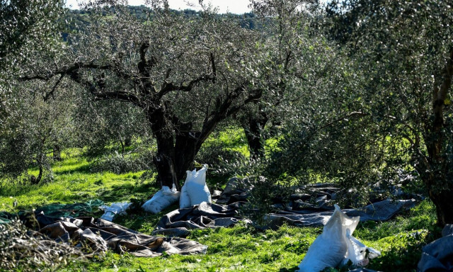 Ελαιόλαδο: Καιρός και εργατικά χέρια οι λόγοι για την αύξηση στην τιμή