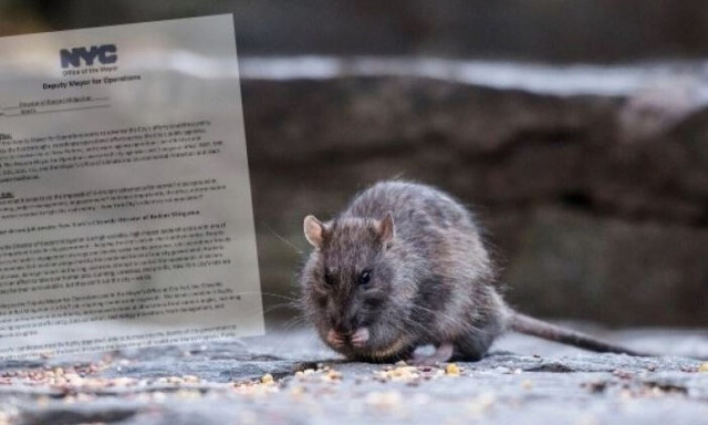 Ασυνήθιστη αγγελία εργασίας: «Πιάστε ποντίκια για 160.000 ευρώ»