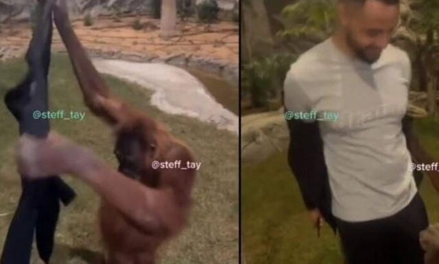 Μαϊμού αρπάζει σακάκι, το φοράει και αφήνει τους περαστικούς άναυδους