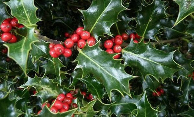 Αρκουδοπούρναρο: Το φυτό των Χριστουγέννων που βγαίνει στον Όλυμπο