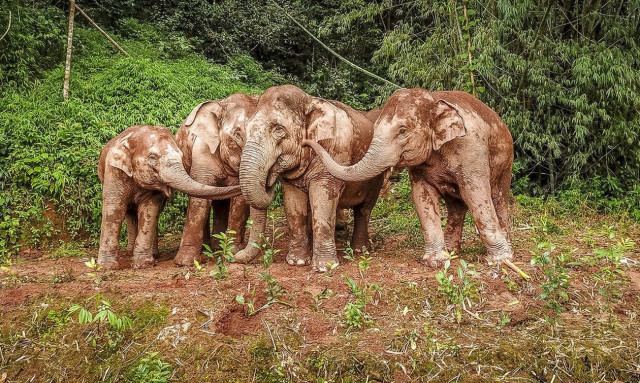 Καναδάς-COP15 : Η διάσκεψη της δεκαετίας για να σωθεί η βιοποικιλότητα