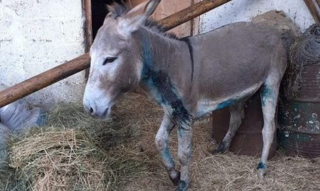 Κακοποίηση γαϊδουριού: Στο εδώλιο για κακούργημα ο πρώην αντιδήμαρχος