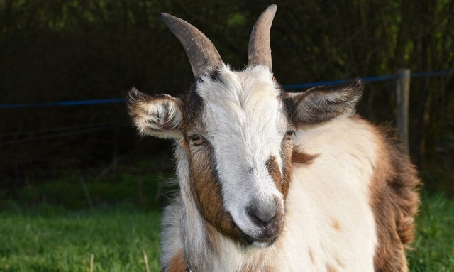 Βουλγαρία: Δεξιοτέχνης σε κατασκευή ειδών με τρίχα κατσίκας ανακηρύχθηκε ανθρώπινος θησαυρός