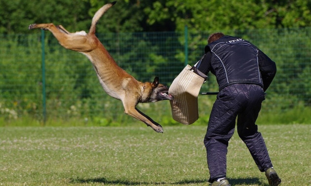 Κεφαλάρι: Σκύλος κατασπάραξε κοκόνι - Τον εκτέλεσε εν ψυχρώ οδηγός ΙΧ