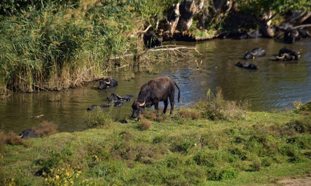 Το WWF Ελλάς ζητάει παρέμβαση της Κομισιόν για τις περιοχές Natura