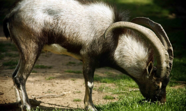 Δασοφύλακας πουλούσε λαθραία κρι κρι από την Κρήτη στην Ήπειρο