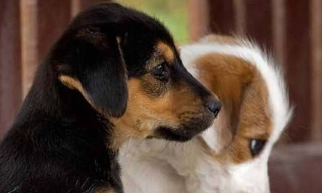 Έντεκα φιλοζωικά κόμματα θα κατέβουν στις Ευρωεκλογές