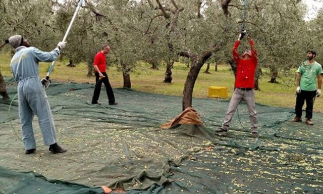 Viral βίντεο: Η τιμή του ελαιολάδου που άφησε άφωνο τον Κρητικό αγρότη