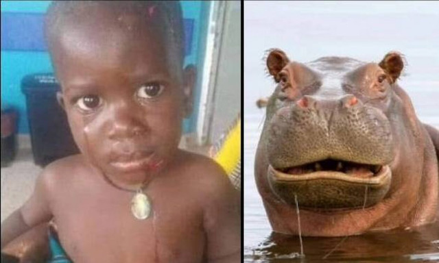 Ιπποπόταμος κατάπιε 2χρονο αγόρι και το έφτυσε ζωντανό