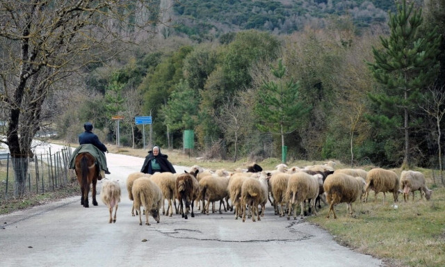 Ενισχύσεις σε κτηνοτρόφους – Από 19 Δεκεμβρίου οι αιτήσεις