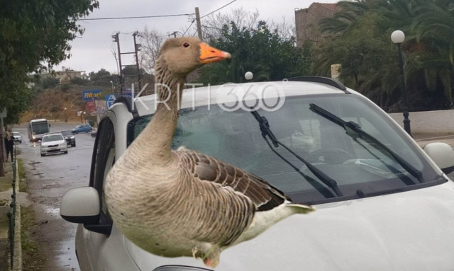 Κρήτη: Απίστευτο τροχαίο! Πάπια έπεσε ουρανοκατέβατη σε ΙΧ