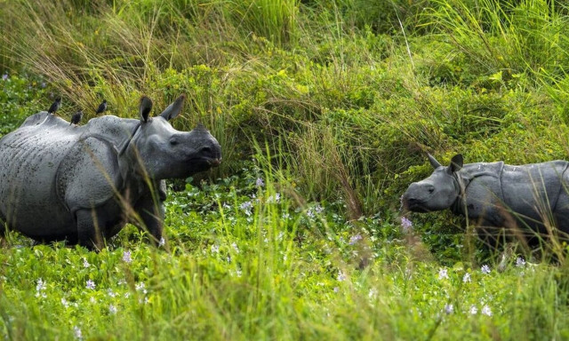 Sky News: Κοντά σε μαζική εξαφάνιση η άγρια ζωή του πλανήτη
