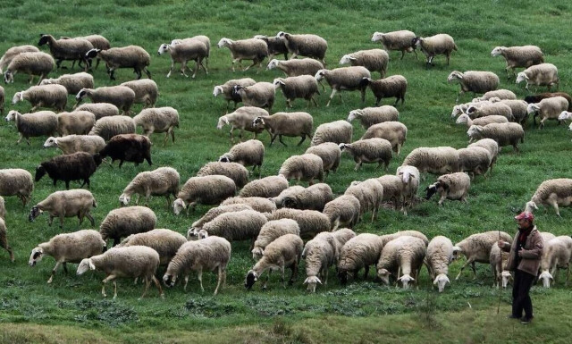 Ενισχύσεις 89 εκατ. ευρώ σε κτηνοτρόφους – Ξεκίνησαν οι αιτήσεις